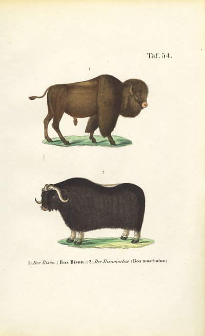  de J. W. Tenhaeff