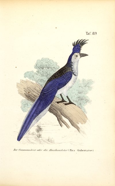  de J. W. Tenhaeff