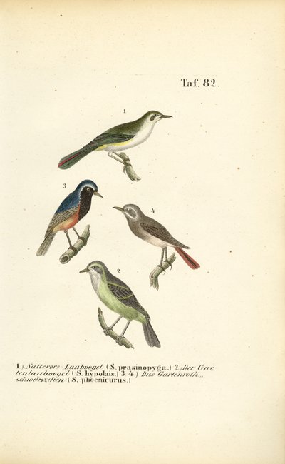 Curruca perdicera y colirrojo tizón de J. W. Tenhaeff