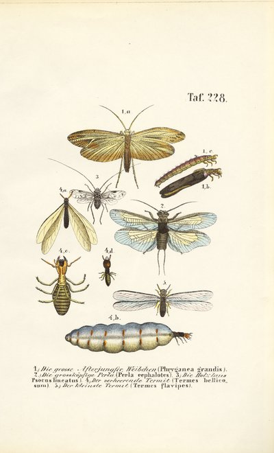  de J. W. Tenhaeff