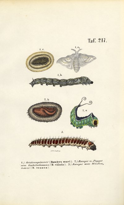  de J. W. Tenhaeff