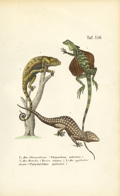  de J. W. Tenhaeff