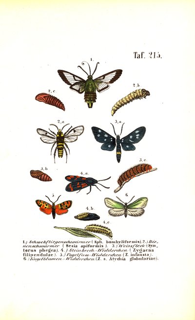  de J. W. Tenhaeff