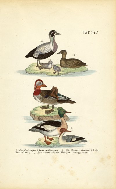  de J. W. Tenhaeff