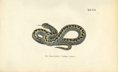  de J. W. Tenhaeff