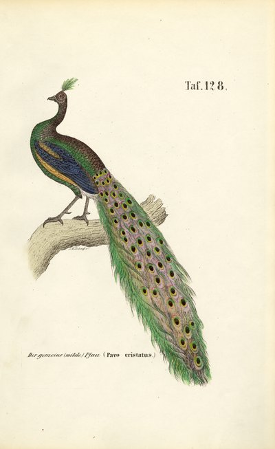  de J. W. Tenhaeff
