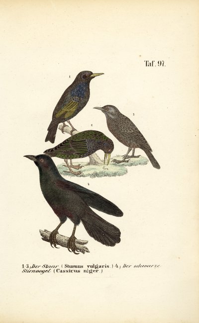  de J. W. Tenhaeff