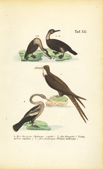  de J. W. Tenhaeff