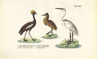  de J. W. Tenhaeff