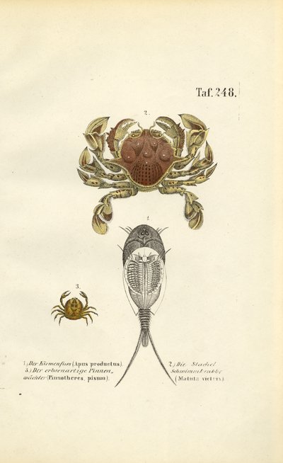  de J. W. Tenhaeff