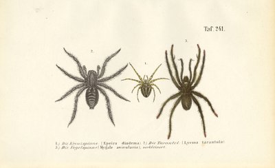  de J. W. Tenhaeff