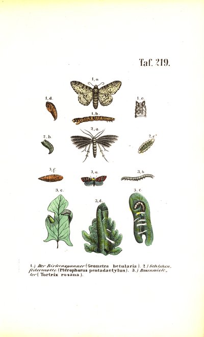 Ciclo de desarrollo de las mariposas con efectos nocivos de J. W. Tenhaeff