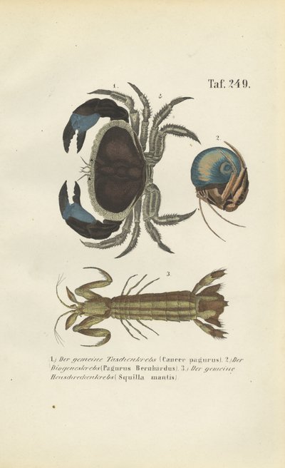  de J. W. Tenhaeff