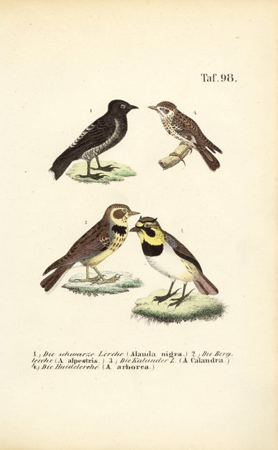  de J. W. Tenhaeff