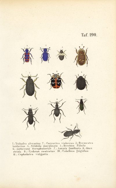  de J. W. Tenhaeff