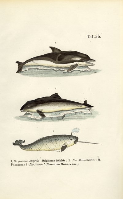  de J. W. Tenhaeff