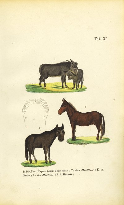  de J. W. Tenhaeff