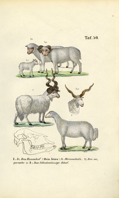  de J. W. Tenhaeff