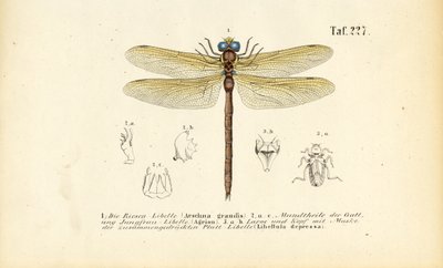 Libélulas con sus piezas bucales y larvas de J. W. Tenhaeff