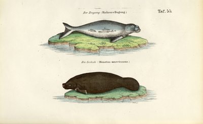  de J. W. Tenhaeff