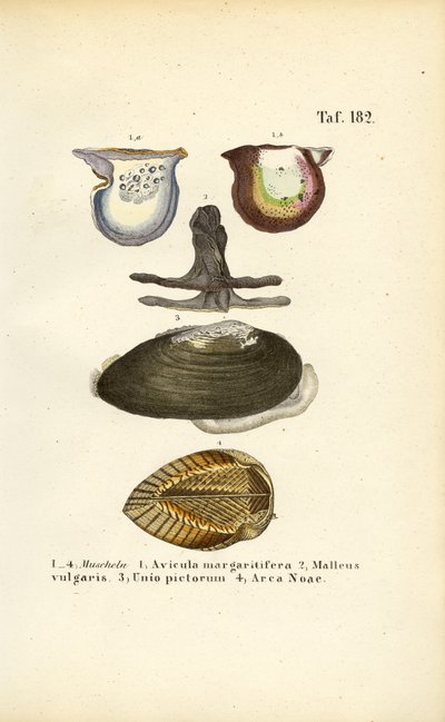  de J. W. Tenhaeff