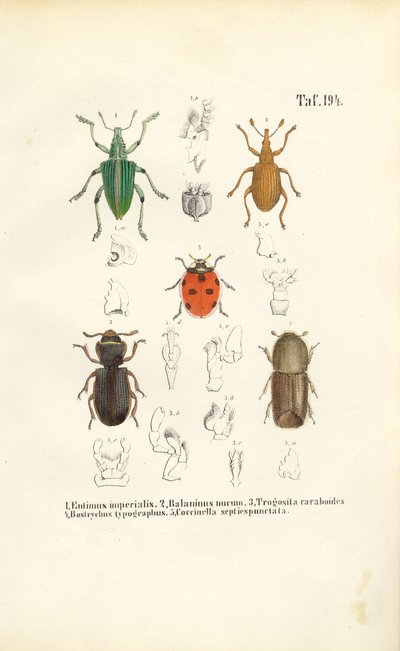 Especies de escarabajos de importancia económica de J. W. Tenhaeff