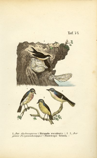 Nidos comestibles Mosquitero común y papamoscas moteado de J. W. Tenhaeff