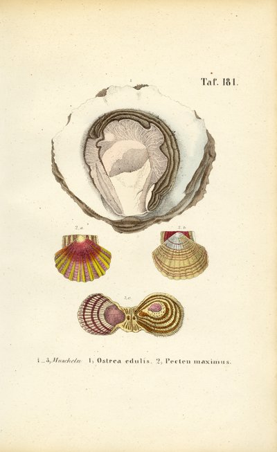  de J. W. Tenhaeff