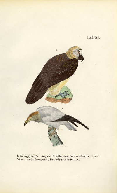  de J. W. Tenhaeff