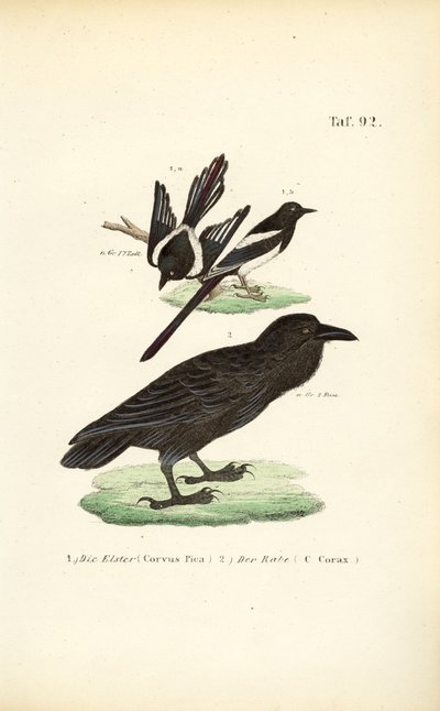  de J. W. Tenhaeff