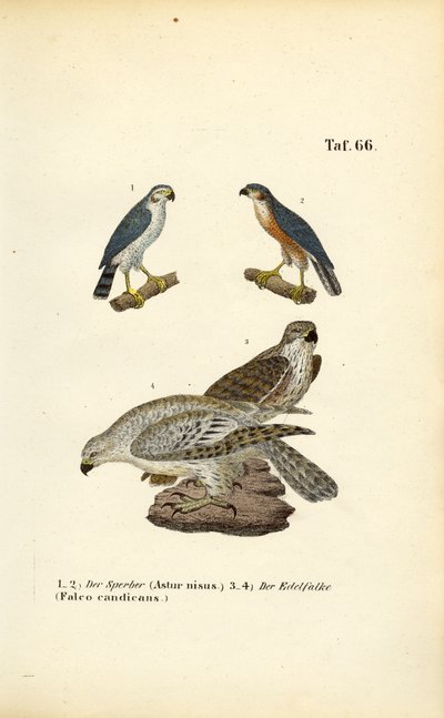  de J. W. Tenhaeff