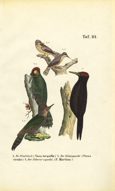  de J. W. Tenhaeff