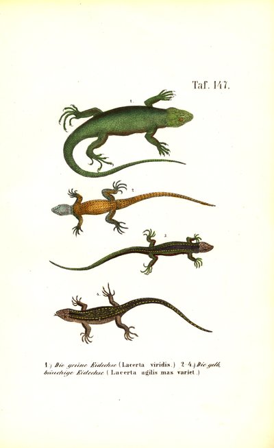 Especies de lagartos europeos de J. W. Tenhaeff