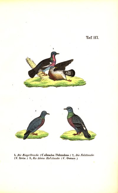 Palomas silvestres europeas de J. W. Tenhaeff