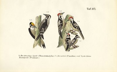 Especies de pájaro carpintero europeo de J. W. Tenhaeff