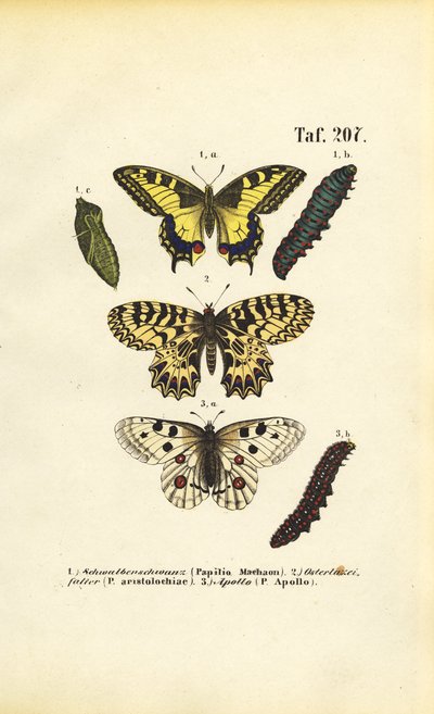 Mariposas europeas con orugas y pupas de J. W. Tenhaeff