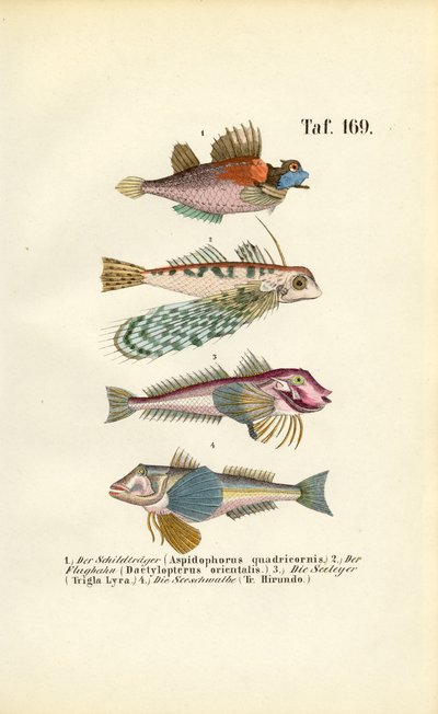 Peces exóticos con formas corporales especiales de J. W. Tenhaeff