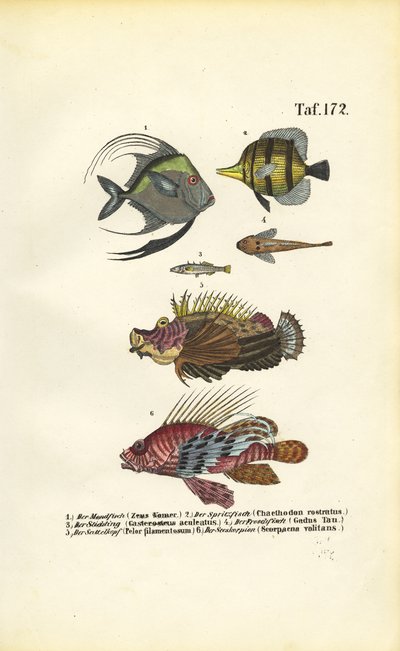  de J. W. Tenhaeff