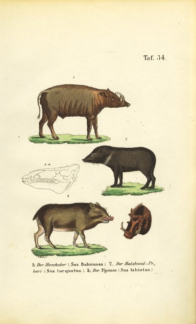  de J. W. Tenhaeff