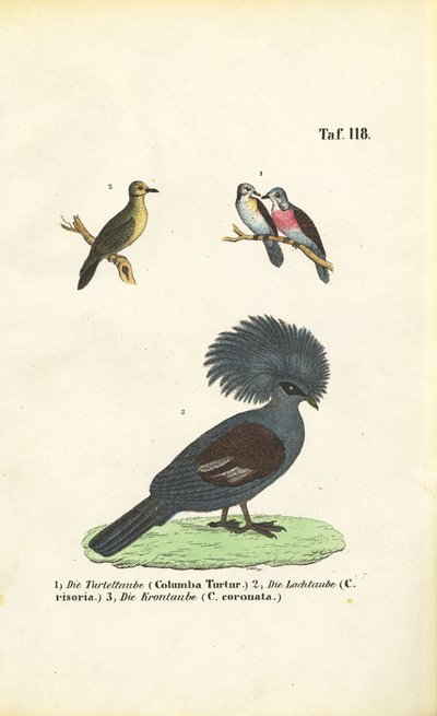  de J. W. Tenhaeff