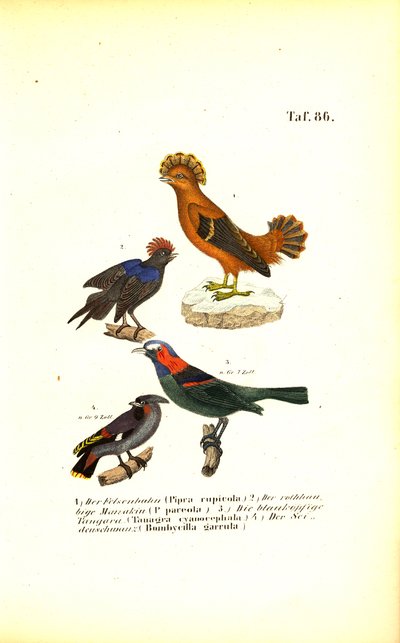  de J. W. Tenhaeff
