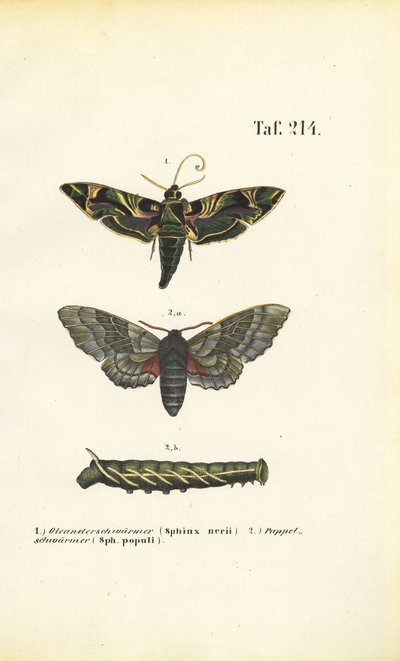  de J. W. Tenhaeff