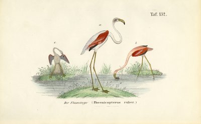  de J. W. Tenhaeff
