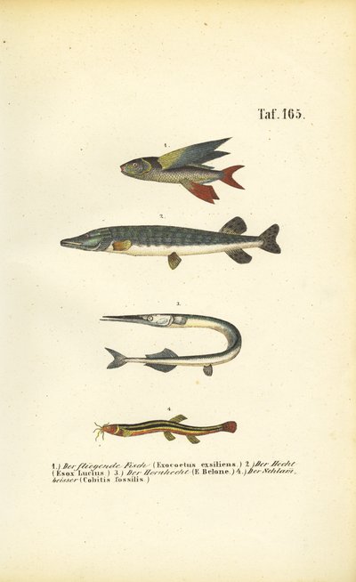  de J. W. Tenhaeff
