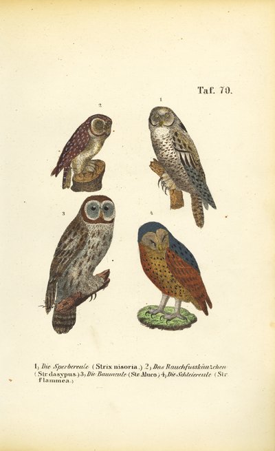  de J. W. Tenhaeff