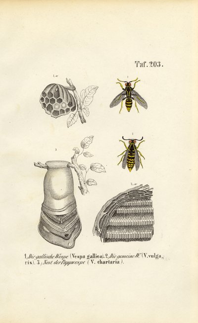  de J. W. Tenhaeff