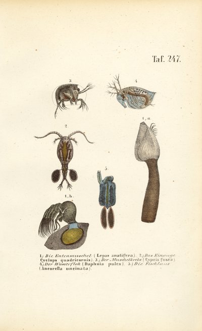  de J. W. Tenhaeff