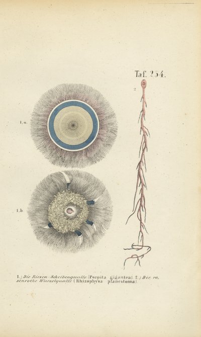  de J. W. Tenhaeff