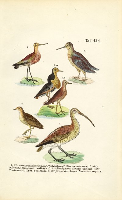  de J. W. Tenhaeff