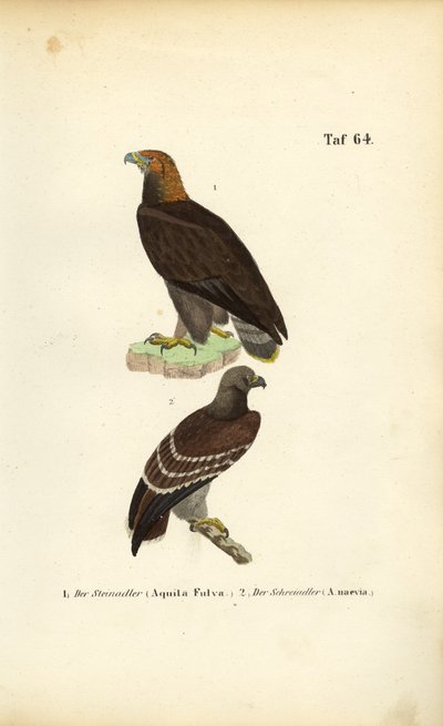 Águila real y águila moteada menor de J. W. Tenhaeff